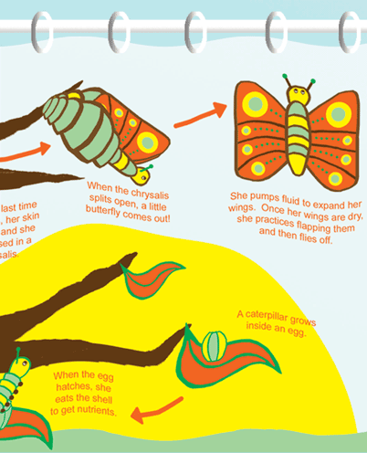 Butterfly Metamorphosis